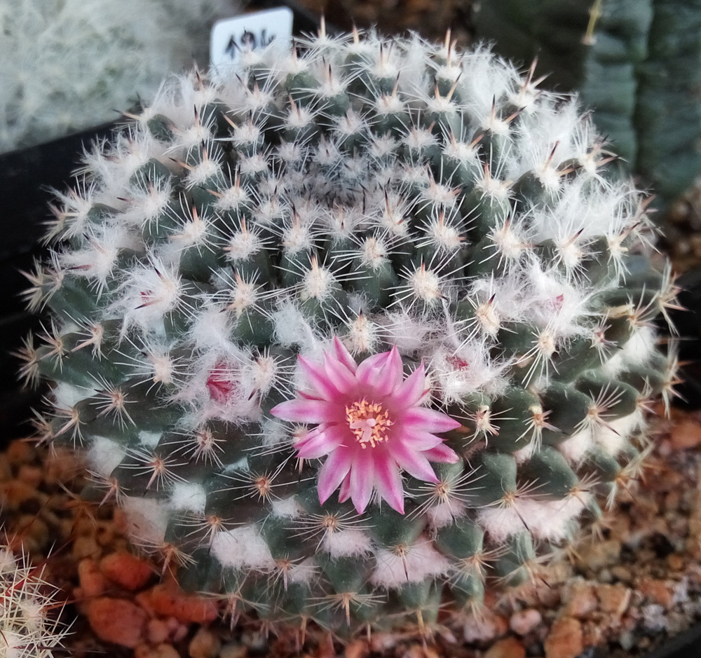 Маммиллярия Ханиана Mammillaria